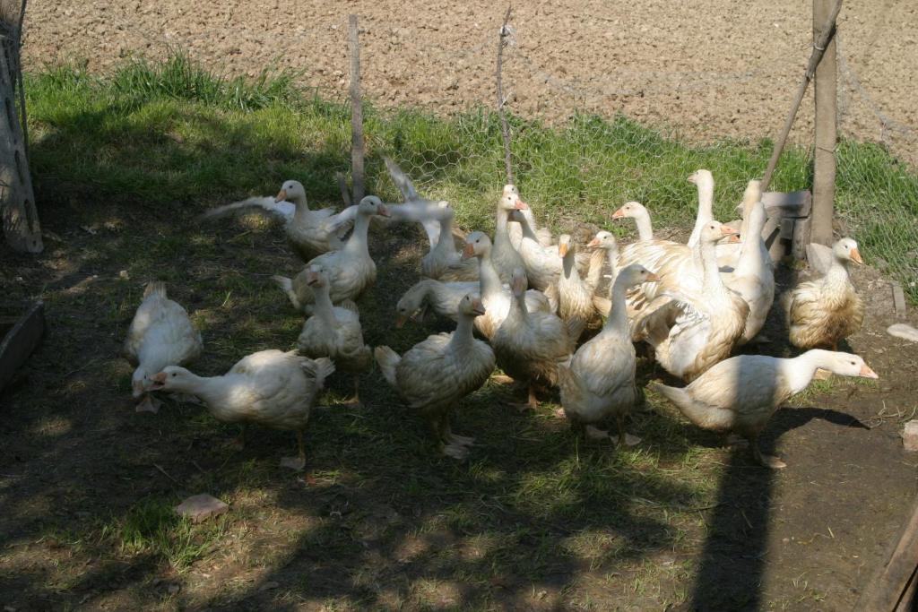 Ortezzano Agriturismo Vecchio Gelso מראה חיצוני תמונה